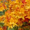 Rhododendron mollis CHRISTOPHER WREN