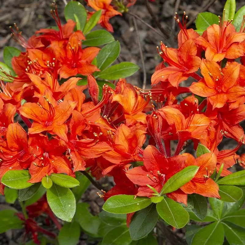 Rhododendron knaphill CROSSWATER RED