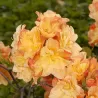 Rhododendron knaphill CSARDAS