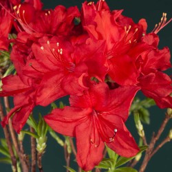 Rhododendron knaphill DOLOROSO