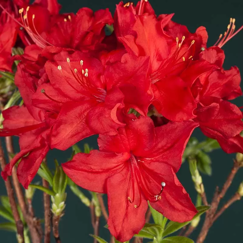 Švelnioji azalija - Rhododendron knaphill DOLOROSO