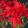 Švelnioji azalija - Rhododendron knaphill DOLOROSO