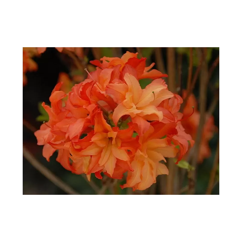 Švelnioji azalija - Rhododendron mixtum FEUERKOPFCHEN