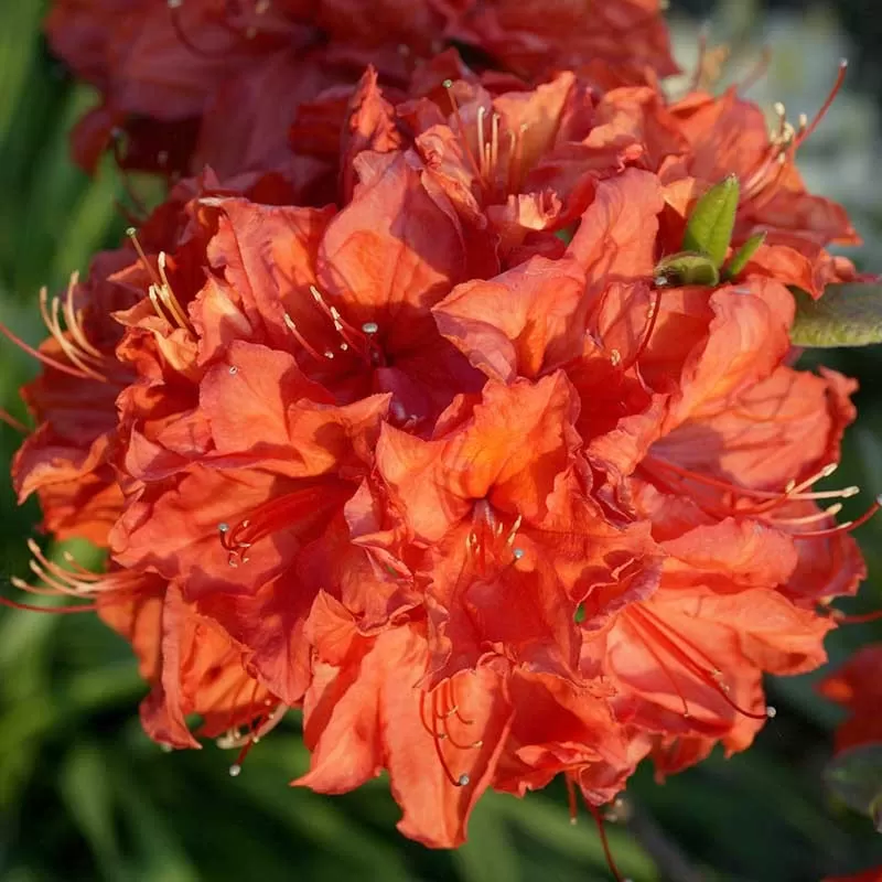 Rhododendron knaphill FEUERWERK