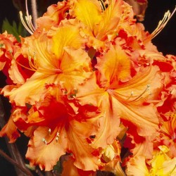 Rhododendron knaphill GIBRALTAR