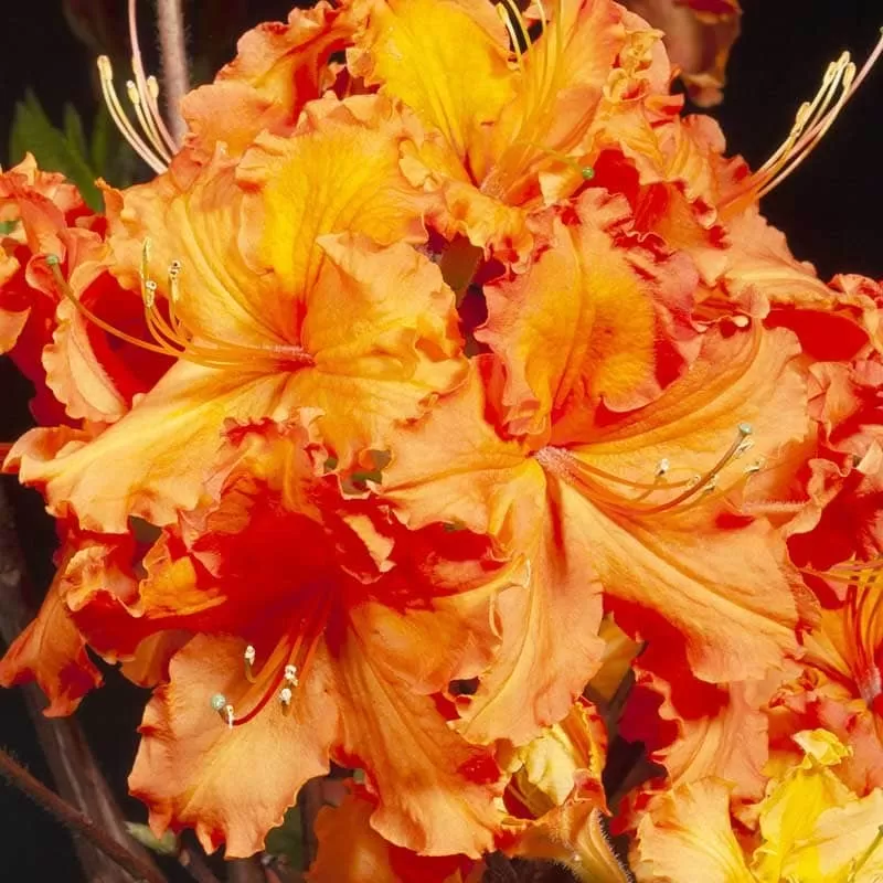 Švelnioji azalija - Rhododendron knaphill GIBRALTAR