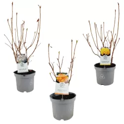 Rhododendron mollis GLOWING EMBERS