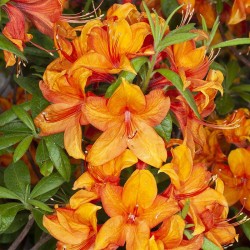 Rhododendron mollis GLOWING EMBERS