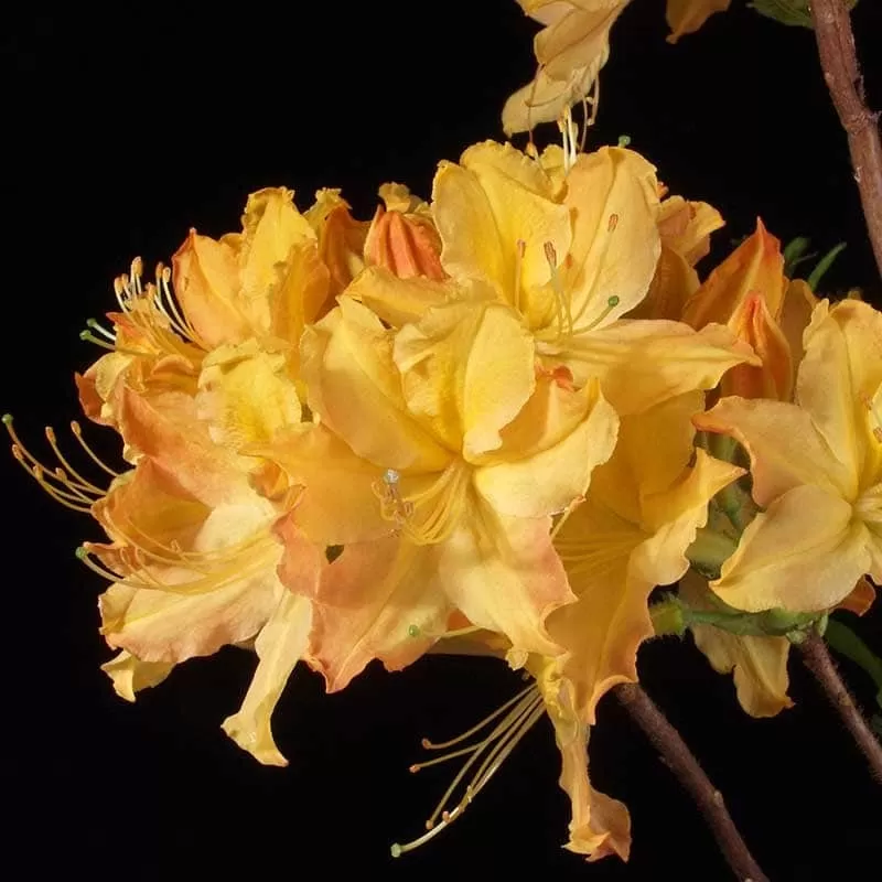 Švelnioji azalija - Rhododendron prinophyllum GOLDEN LIGHTS