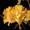 Švelnioji azalija - Rhododendron prinophyllum GOLDEN LIGHTS