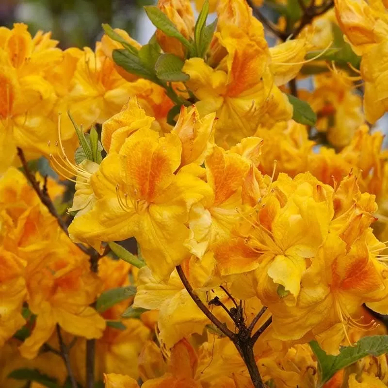 Švelnioji azalija - Rhododendron knaphill GOLDPRACHT