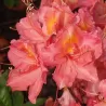 Rhododendron knaphill JUANITA