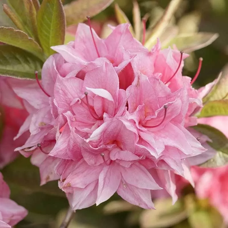 Švelnioji azalija - Rhododendron knaphill KILAN