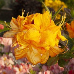 Švelnioji azalija - Rhododendron knaphill KLONDYKE