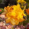 Rhododendron knaphill KLONDYKE