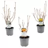 Rhododendron prinophyllum MANDARIN LIGHTS