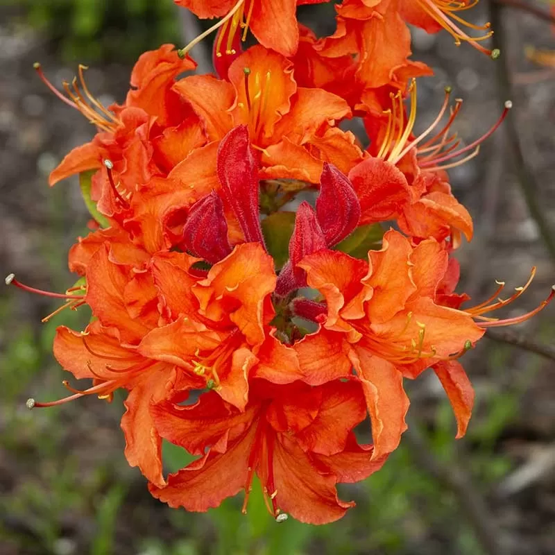 Švelnioji azalija - Rhododendron prinophyllum MANDARIN LIGHTS
