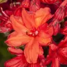 Švelnioji azalija - Rhododendron knaphill NABUCCO