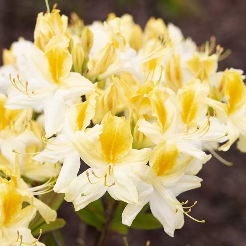 Rhododendron atlanticum NORTHERN HI-LIGHTS