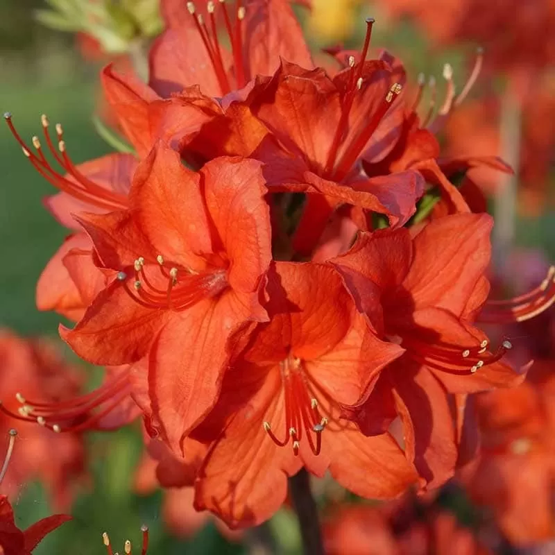Rhododendron knaphill PARKFEUER