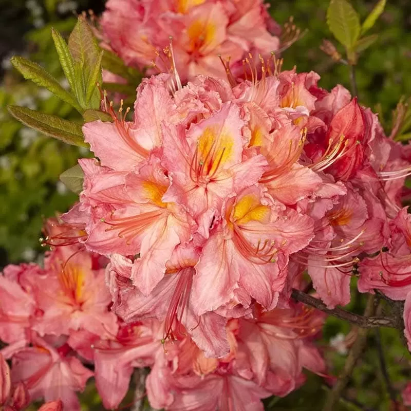 Rhododendron knaphill PINK DELIGHT