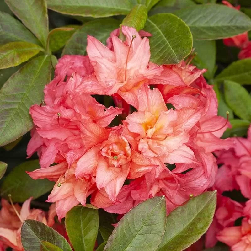 Švelnioji azalija - Rhododendron knaphill ROSENKOPFCHEN