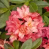 Švelnioji azalija - Rhododendron knaphill ROSENKOPFCHEN