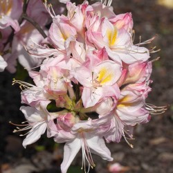 Rhododendron knaphill SATOMI