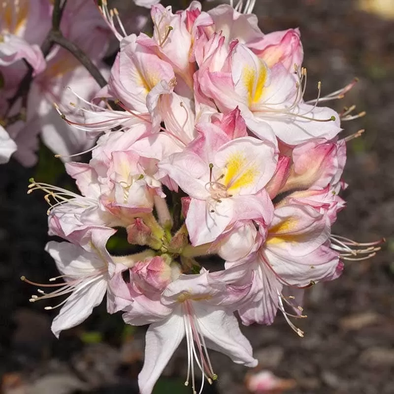 Švelnioji azalija - Rhododendron knaphill SATOMI