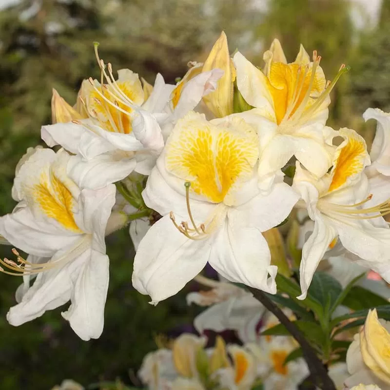 Rhododendron knaphill TOUCAN