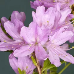 Švelnioji azalija - Rhododendron canadense WESTERN LIGHTS