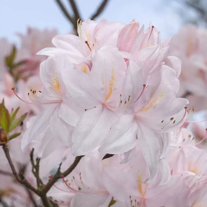 Rhododendron prinophyllum WHITE LIGHTS