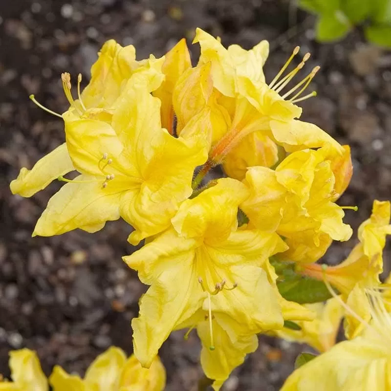 Rhododendron knaphill WINDSOR SUNBEAM