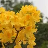 Rhododendron hybrid MARABELLA