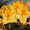 Švelnioji azalija - Rhododendron hybrid MARABELLA