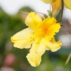 Rhododendron hybrid MARABELLA