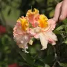 Švelnioji azalija - Rhododendron hybrid MAYARO