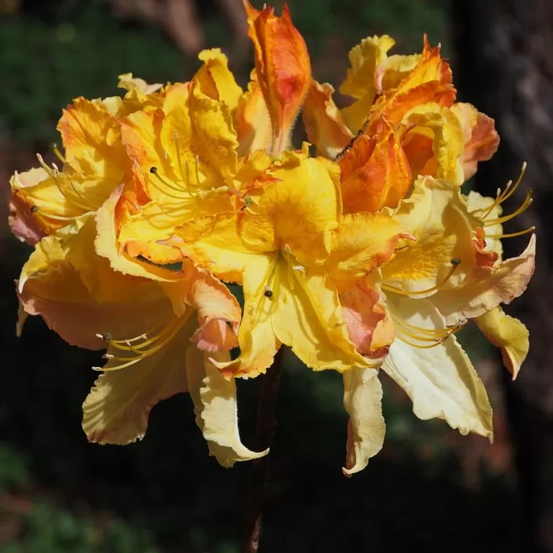 Švelnioji azalija - Rhododendron hybrid ZUZA