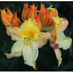 Švelnioji azalija - Rhododendron hybrid ZUZA