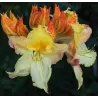 Švelnioji azalija - Rhododendron hybrid ZUZA