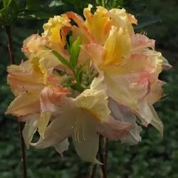 Rhododendron hybrid ZUZA