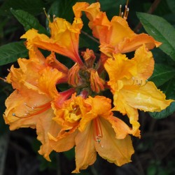 Rhododendron hybrid EWA-ROZA