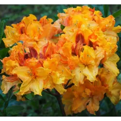 Rhododendron hybrid EWA-ROZA