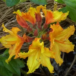 Rhododendron hybrid EWA-ROZA