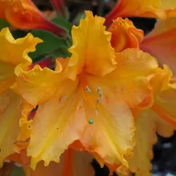 Rhododendron hybrid EWA-ROZA