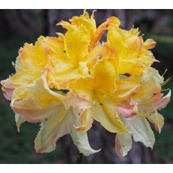 Švelnioji azalija - Rhododendron hybrid IYA