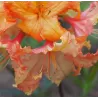 Švelnioji azalija - Rhododendron hybrid NINA-LISA