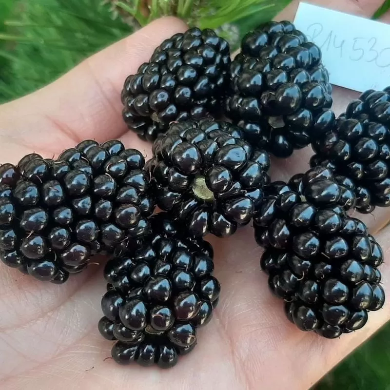 Gervuogė - Rubus fruticosus GLORNIWA Gervuogė - Rubus fruticosus GLORNIWA