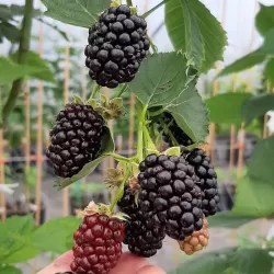 Rubus fruticosus GLORNIWA