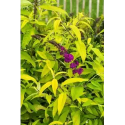 Davido budlėja - Buddleja davidii ROYAL GOLD